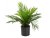 Areca palma, 46 cm