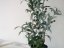 Umělá květina - Olivovník s plody, 68 cm