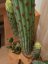 Umělá květina - Mexický kaktus zelený, 117 cm