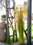 Umělá květina - Svazek rákosové trávy, 118cm