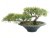 Umělá květina - Bonsai Cedr, 40 cm